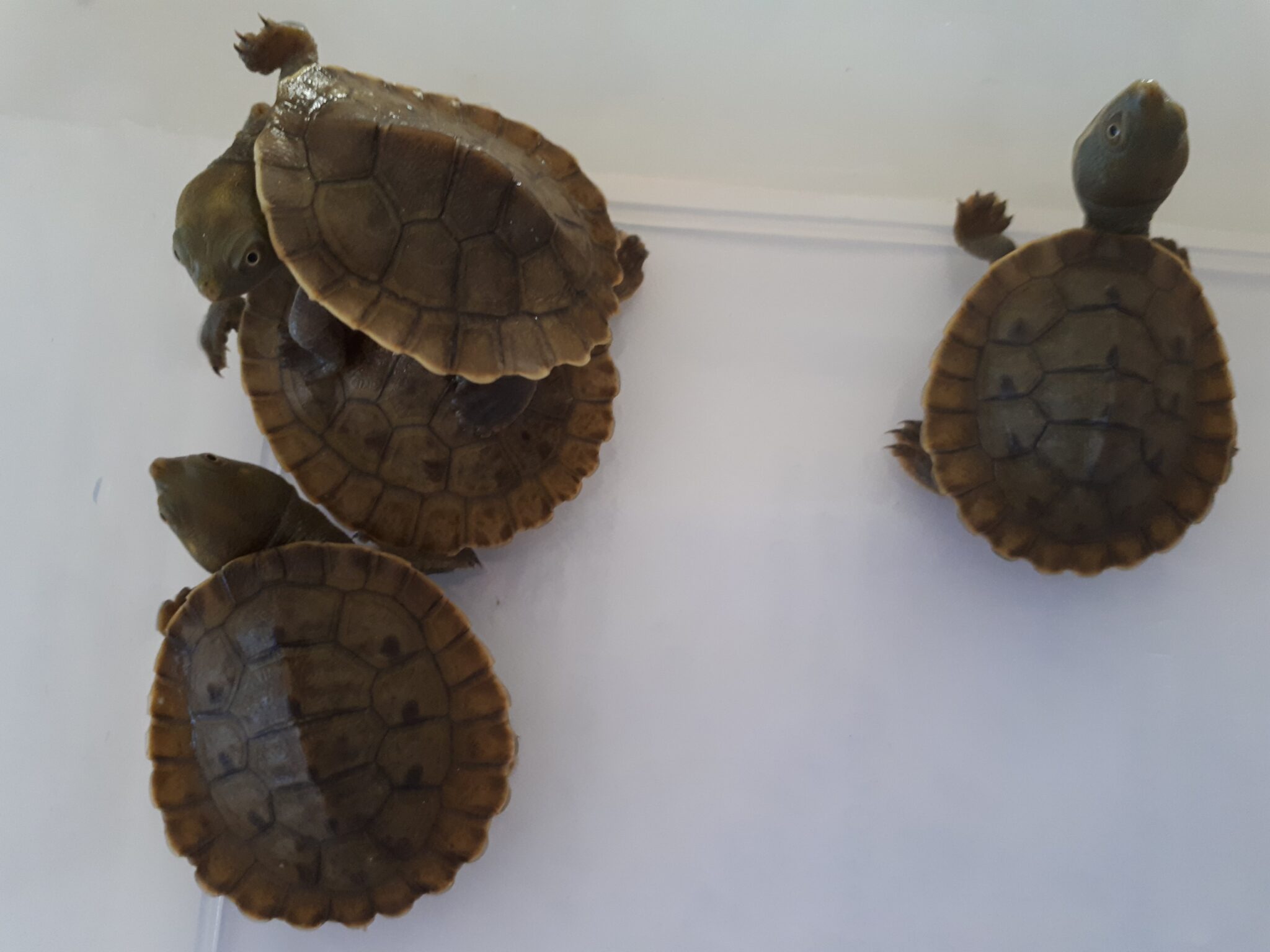 Home - Brisbane Turtles