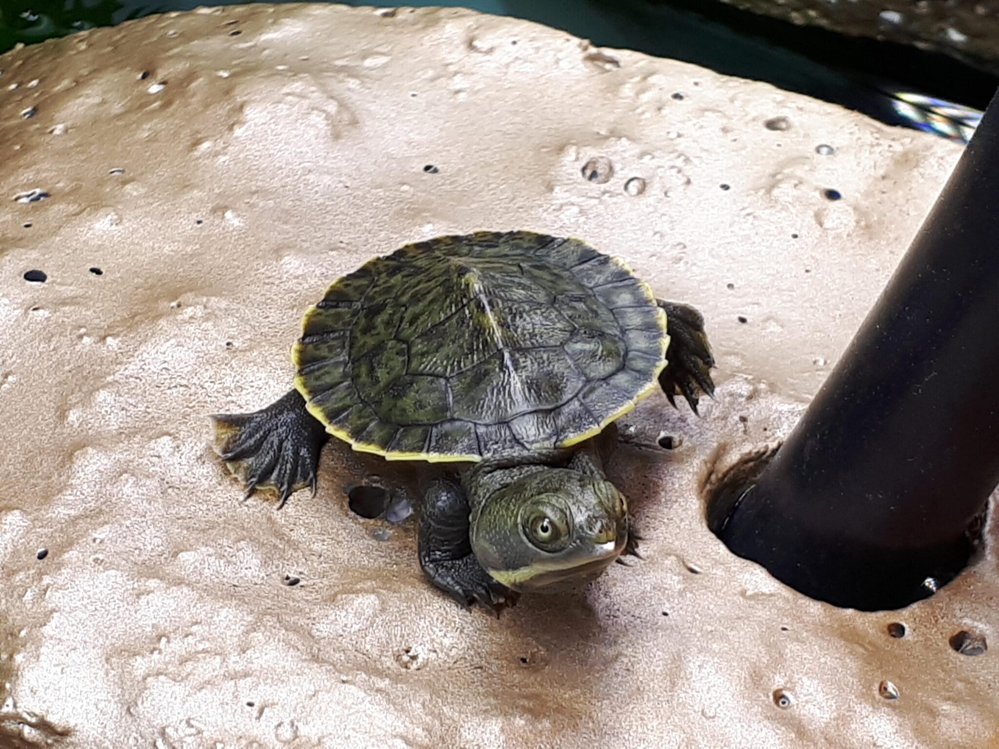 Home - Brisbane Turtles