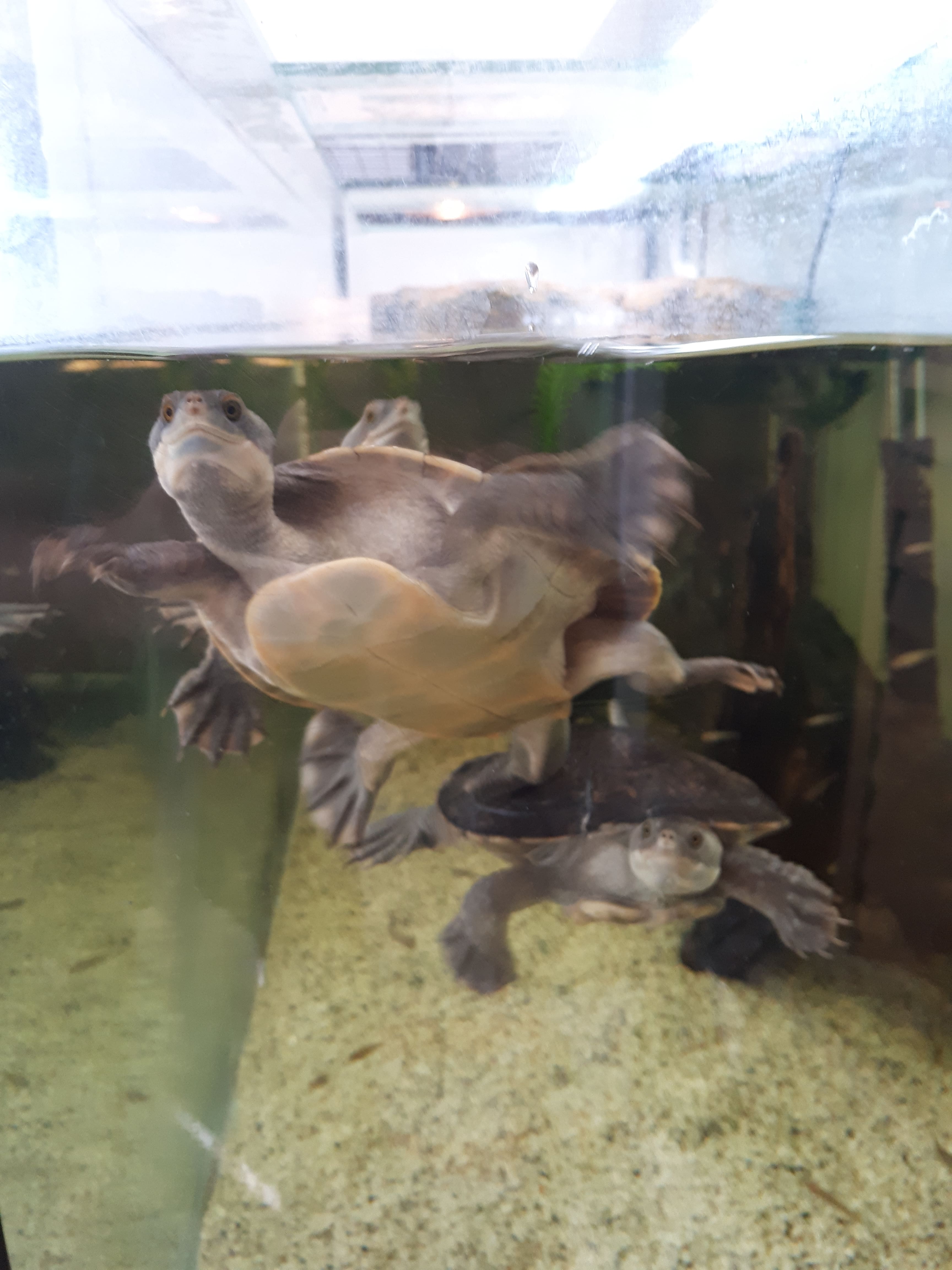 Home - Brisbane Turtles